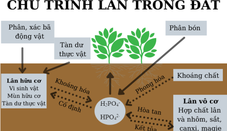 Chu trình lân trong đất và tầm quan trọng