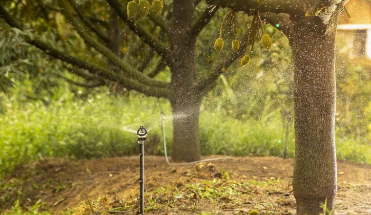 Những lưu ý khi chăm sóc sầu riêng mùa khô mà nhà nông cần biết 